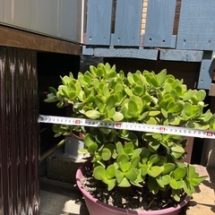 金の成る木の画像