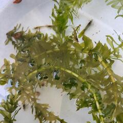 ミナミヌマエビ10匹100円・水草1房100円の画像