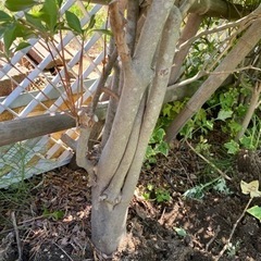 ドウダンツツジ　の画像