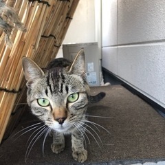 里親募集。猫もらって下さい