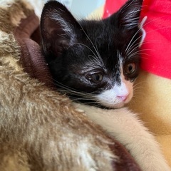黒ぶちハチワレ子猫