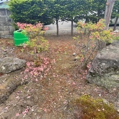 ツツジやシャクナゲなど