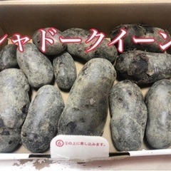 野菜　新じゃが　シャドークイーン　珍しい野菜　中身が紫のじゃがい...