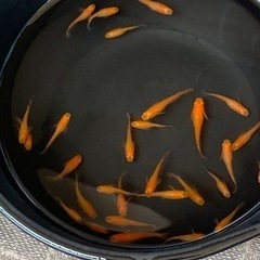 改良メダカお譲りします