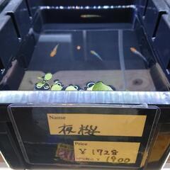 ラメメダカ1匹200円の画像