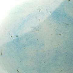 混泳飼育の混泳飼育の月弓、ユリシス等のオーロララメ系統　緑光、淡いピンクのラメ入り幹之等 ミックスめだかの針子①　5匹セットの画像