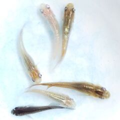混泳飼育の混泳飼育の月弓、ユリシス等のオーロララメ系統　緑光、淡...