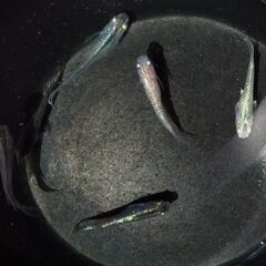 混泳飼育の混泳飼育の月弓、ユリシス等のオーロララメ系統　緑光、淡いピンクのラメ入り幹之等 ミックスめだかの針子①　5匹セットの画像