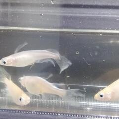 天女メダカ・紅白ラメ メダカの稚魚、幼魚、若魚