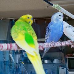 迷子のセキセイインコ探しています