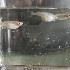 紅ほっぺめだか