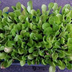 商談中 白菜《耐病黄芯》の画像