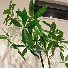 観葉植物　造花　フェイクグリーンの画像