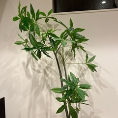 観葉植物　造花　フェイクグリーンの画像