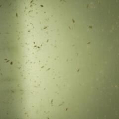 一旦停止★ミジンコ種〜微生物メダカのご馳走〜の画像