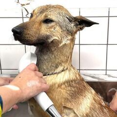 明るく性格が良いかつおくん四歳手術済