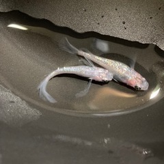 飼育スペースが無く飼いきれない方！
