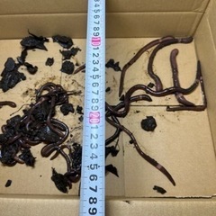  🪱天然ドバミミズ🪱海、池、鰻釣り、ペットの餌にも。の画像