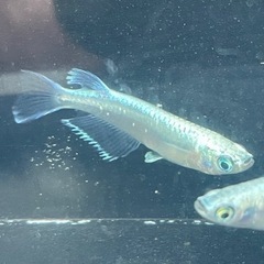 メダカ★サンセット極龍★卵の画像