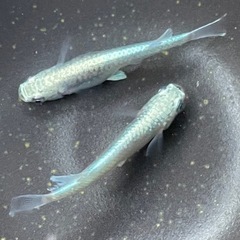 メダカ★サンセット極龍★卵の画像