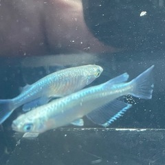 メダカ★サンセット極龍★卵の画像