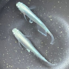 メダカ★サンセット極龍★卵の画像