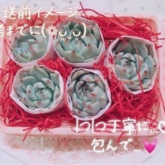 多肉植物  韓国苗の画像
