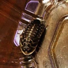 デュビア1センチ～3センチ　100匹 餌用