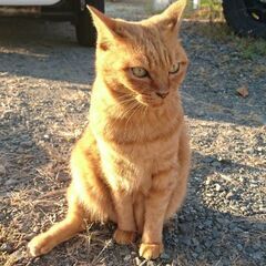 愛猫が迷子になりました。