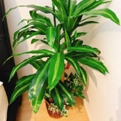 フェイク観葉植物