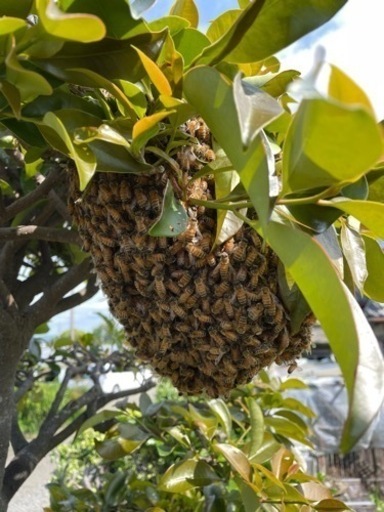 予約順　西洋蜜蜂群1箱　巣枠3枚　引き取りのみ　7月頃まで