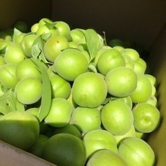 無農薬　青梅　1kgの画像