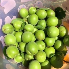 無農薬　青梅　1kgの画像