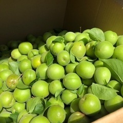 無農薬　青梅　1kgの画像