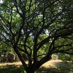 無農薬　青梅　1kgの画像