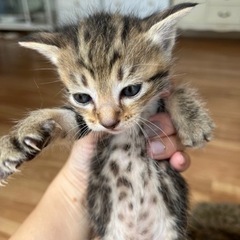 1ヶ月こねこ