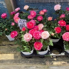 絞りの薔薇　400