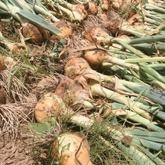 【農薬不使用】新玉ねぎ3キロの画像