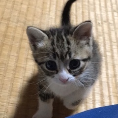 生後1ヶ月　キジシロちゃん