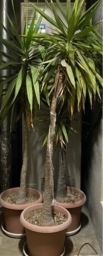 ドラセナ　観葉植物