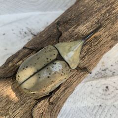 グラントシロカブト　幼虫4匹　カブトムシの画像
