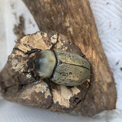 グラントシロカブト　幼虫4匹　カブトムシの画像