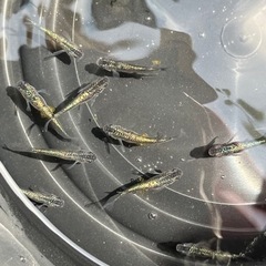 黒ラメ幹之サファイアめだか　たまご　15個プラスα