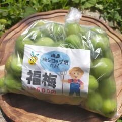 もぎたての梅 (6月2日本日まで！)
