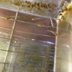 青華めだか　たまご　15個プラスα