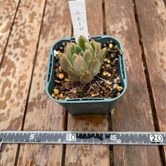 ルメール　多肉植物