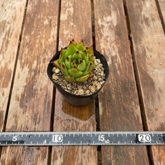 多肉植物　魅惑の宵