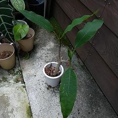 プルメリア②の画像