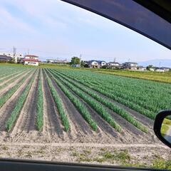 白ネギの出荷に係わるアルバイトの画像