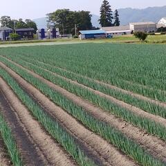 白ネギの出荷に係わるアルバイト